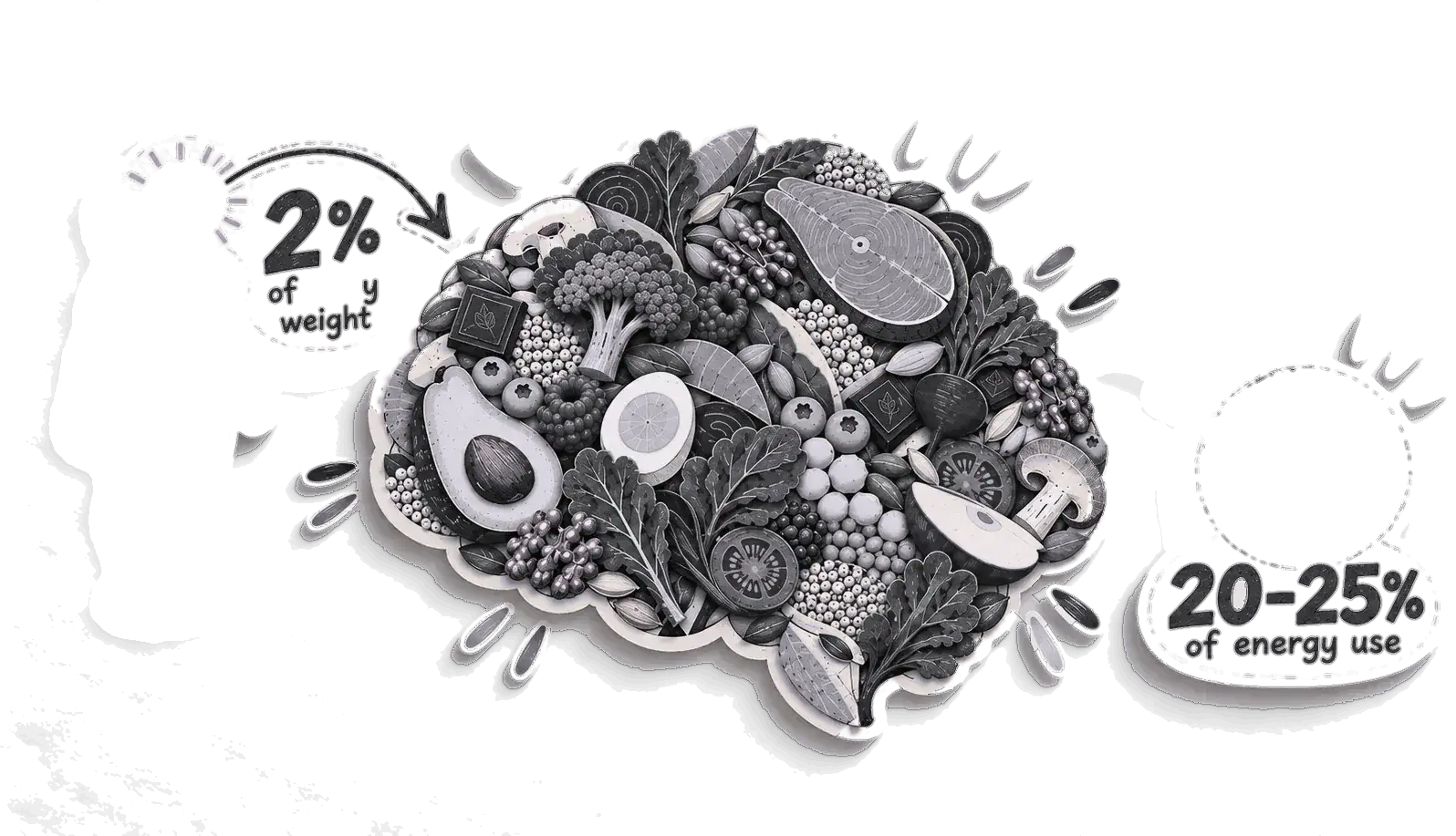A paper brain made of vegetables and fruit with a 2% of body weight figure and a 20–25% of energy use pie chart